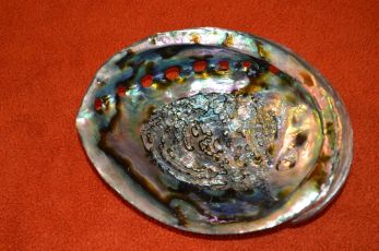 Abalone shell